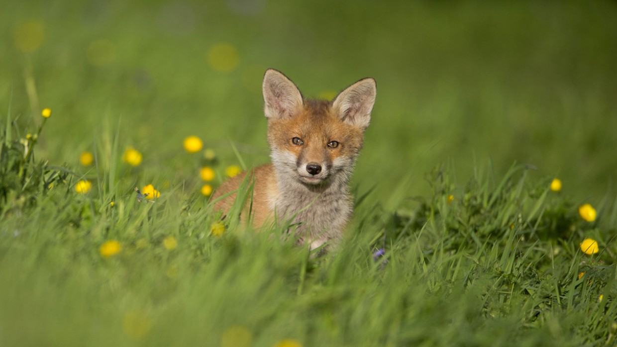 Red-Fox